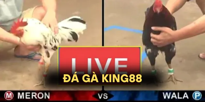 Đá gà King88 - Cá cược truyền thống đỉnh cao trên nền tảng trực tuyến